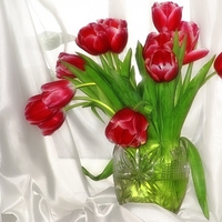 Lovely Tulips