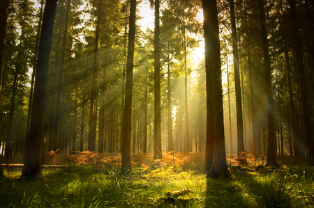 forest - rays, nice, trees, sun, pine, sunset, nature, forest, cool, beautiful, tree, grass