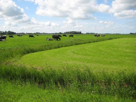 Typical Frisian Pastures - clouds, pastures, grass, sky, cows