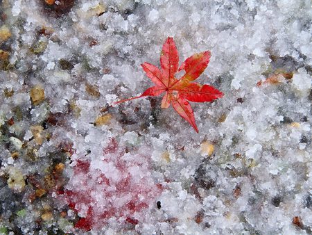 Lone leaf on ice - season, autumn, winter, leaf, colour, fall, cold, snow, red, orange