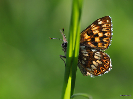 Brown Butterfly - cream, spots, brown, butterfly, black, plant, colour, insect