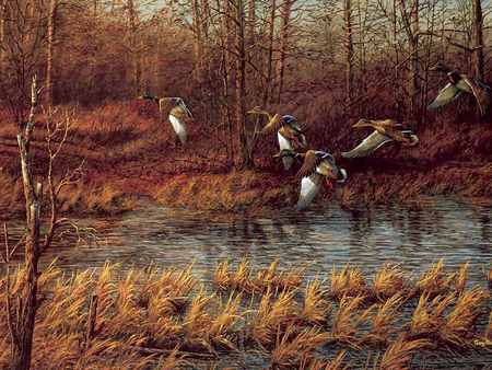 The contest - vegetation, trees, birds, water, brown, sesons, river, white, contest, autumn, painting, flight, ducks, animals