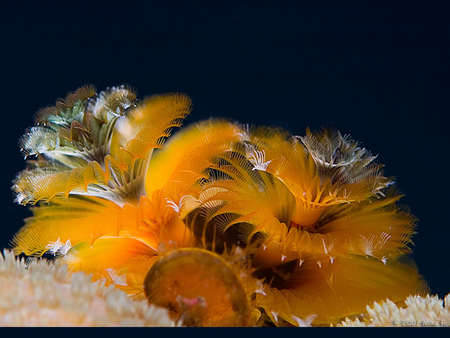 Golden Christmas Tree worm - tree, 3d, golden, christmas