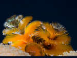 Golden Christmas Tree worm