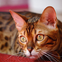 Beautiful Bengal