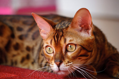 Beautiful Bengal - tabby, cat, animals, beautiful, feline, bengal, pets