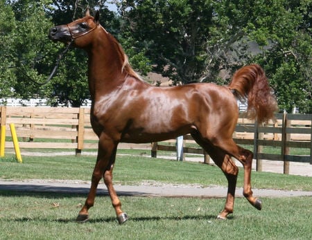 As Light As A Feather - horses, oriental, chestnut, arabian