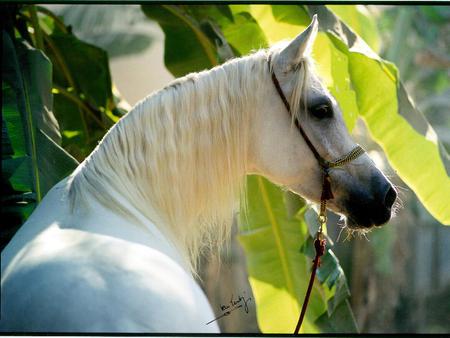 Hidden Beauty - oriental, white, arabian, horses