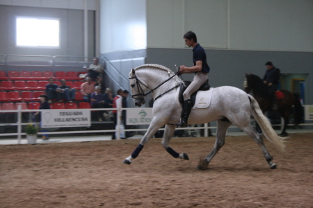 Grey Spanish Stallion - horses, spanish, grey, andalusian, dressage