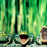 funny frogs