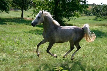 Free Spirit - oriental, arabian, grey, horses, dappled grey