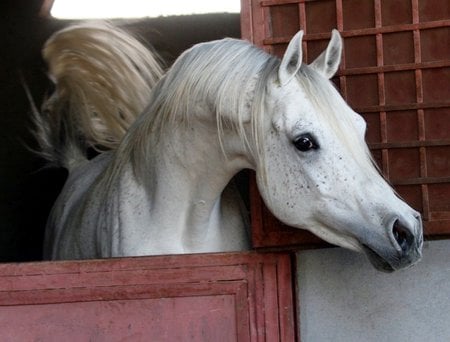 Hello Theeeere!! - horses, oriental, arabian, grey