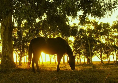 Peaceful days end - golden sun, horse, trees, grazing, sunset