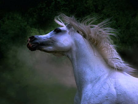 Wild in the wind - free, blowing mane, wind, cloudy sky, horse, wild