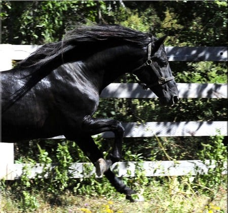 Black Legend - black, spanish, horses, andalusian