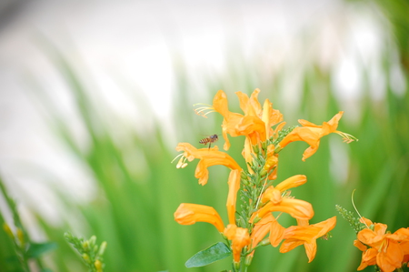 the Bee - animal, fly, green, insect, flower