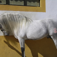 Grey Andalusian