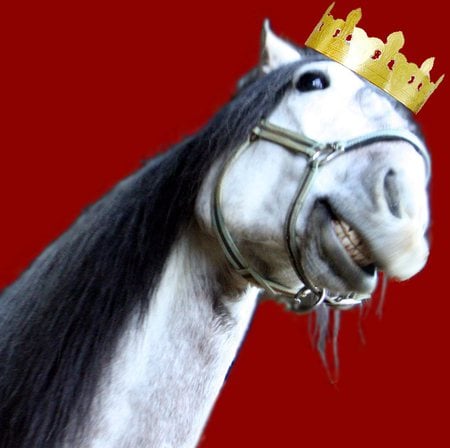 I'm Lovin It!! - spanish, grey, horses, funny, mc donalds, crown, andalusian