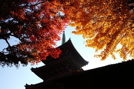 Beautiful autumn colors Japan - ueno, five-storied pagoda, tokyo, japan