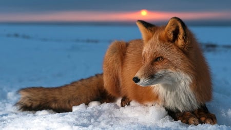 Fox - winter, fox, snow, sun, animals