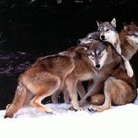 Wolves in Cold