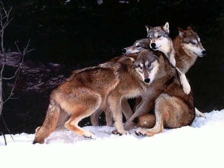 Wolves in Cold - cold, picture, wolves, beautiful