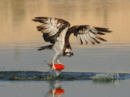 Red Catch - red, eagle, cool, picture, fish, catch