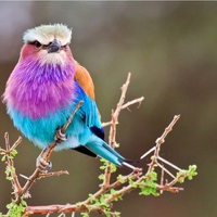 Colorful Bird