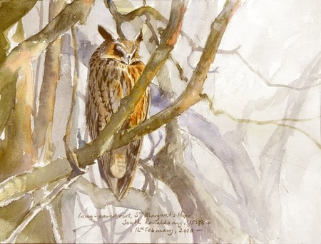 Long Ear Owl by Tim Wootton - wood, long ears, branches, owl, haze