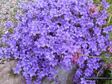 campanula - flowers, campanula, blue, beautiful, flowers garden