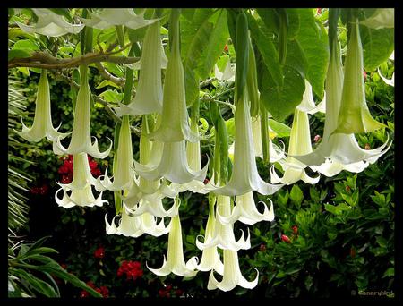 flower curtain