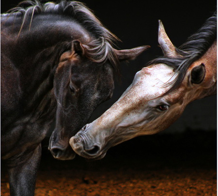 Friends - horses, nuzzling, black and brown, friends, black white and brown