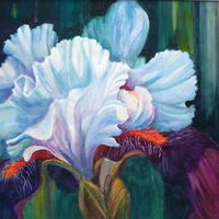 Iris In Show