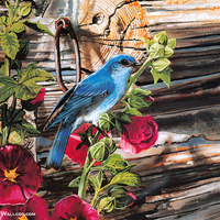 Singing Blue
