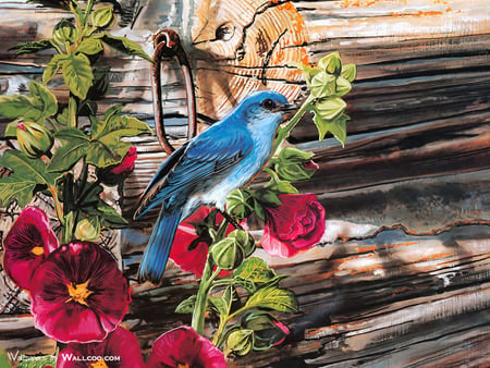 Singing Blue - bird, holly hocks, blue, beautiful, singer, hook, lovely, leaves, flowers, logs, nature, red, green, ring