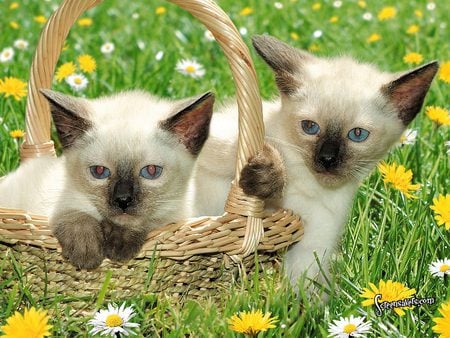 Tonkinese - garden, flower, kitten, cat, basket