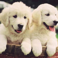 Golden retrievers