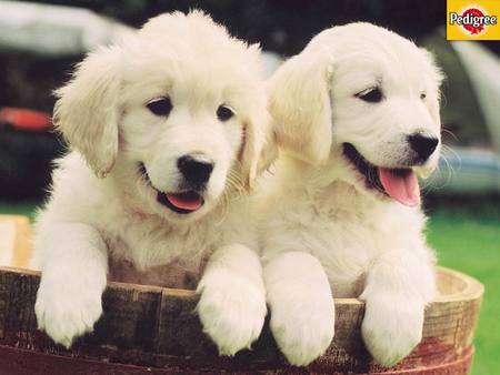 Golden retrievers - animal, dog, puppy, golden retriever, sweet