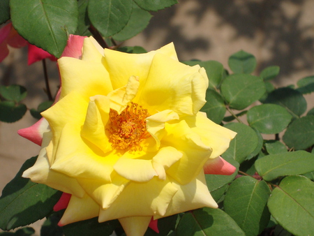 Colour speak truth. - flowers, nepal, nature, palpa, tansen