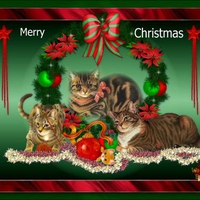 Christmas tabby cats