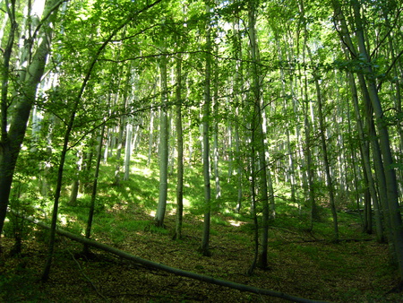 nature, forest, trees, grass, sun, rays, beautiful - rays, nature, trees, forest, beautiful, sun, grass