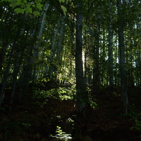 forest, sun, after rain, beautiful , trees