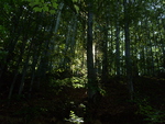 forest, sun, after rain, beautiful , trees