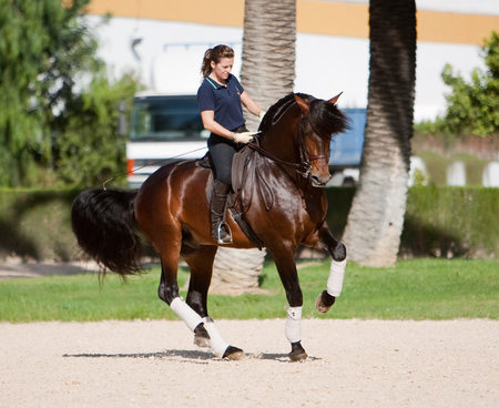 Top Iberian - spanish, dressage, horses, bay, andalusian