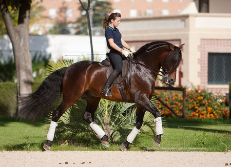 Top Iberian 1 - horses, spanish, andalusian, dressage, bay