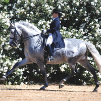 Powerful Warhorse