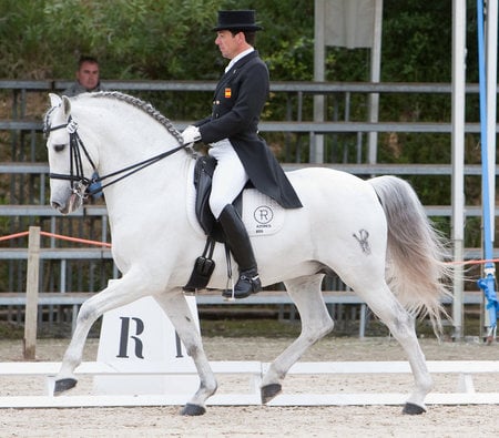 Top Iberian - horses, spanish, grey, andalusian, dressage