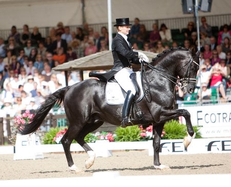 Totilas, The Great Warmblood - horses, dutch, dressage, black, totilas, warmblood, moorland