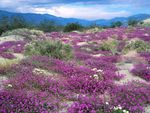 Hill Top Wildflowers