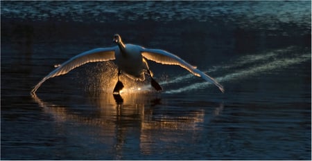 Flight in the sun - water, swan, beauty, gold, river, grace, flight, sun, animals